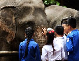 Mekong Elephant Park